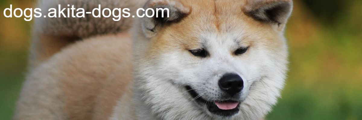 dogs.akita-dogs.com